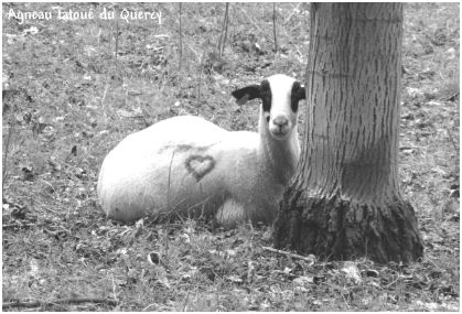 agneaux du quercy 