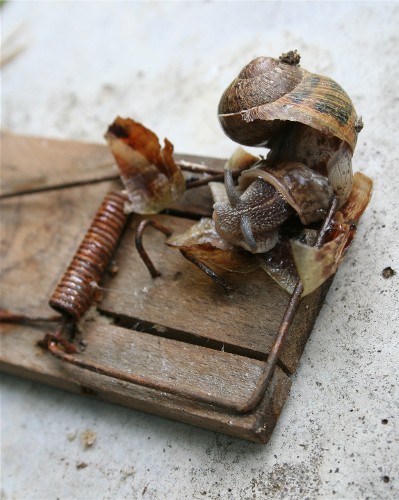 Votre légende de la photo trappe à souris...